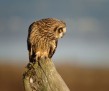 thumb_700_750_5th_place_Pieter_van_Veelen_Digiscoping_Short_eared_Owl[18]